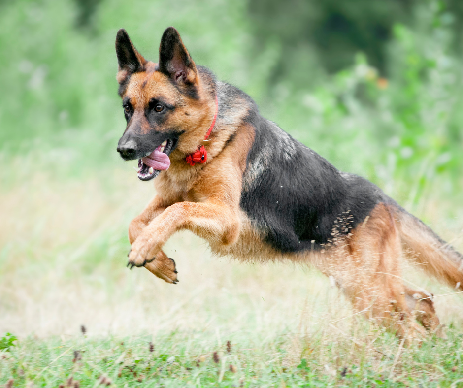 Top 10 Most Active Dog Breeds